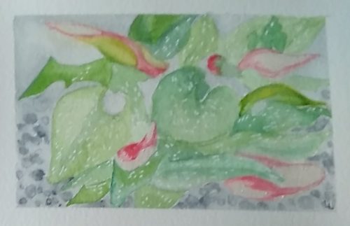 Lynne, From my garden, Arum Lily, watercolour.